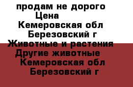 продам не дорого › Цена ­ 6 000 - Кемеровская обл., Березовский г. Животные и растения » Другие животные   . Кемеровская обл.,Березовский г.